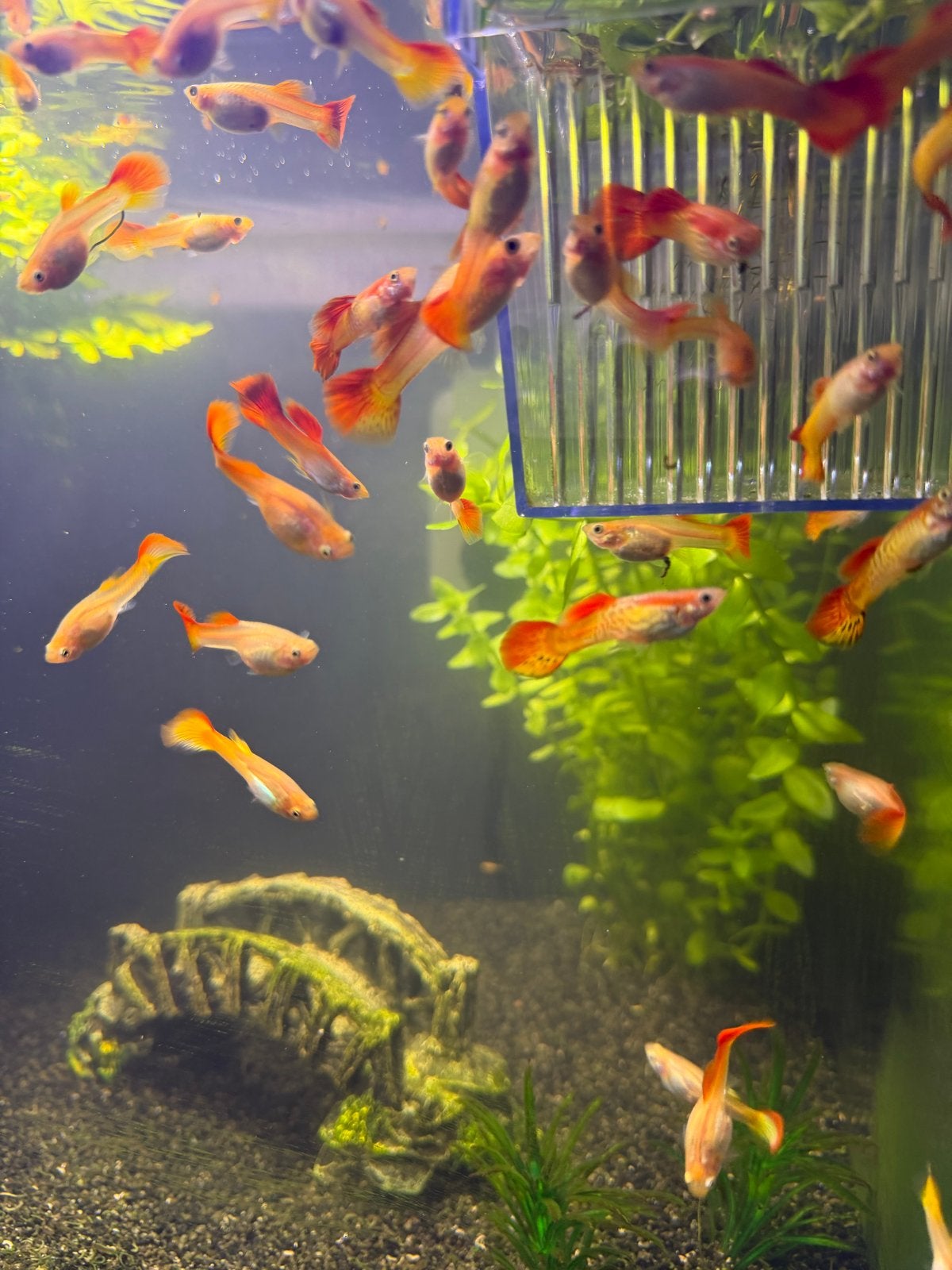 Oranje guppy’s, Vis