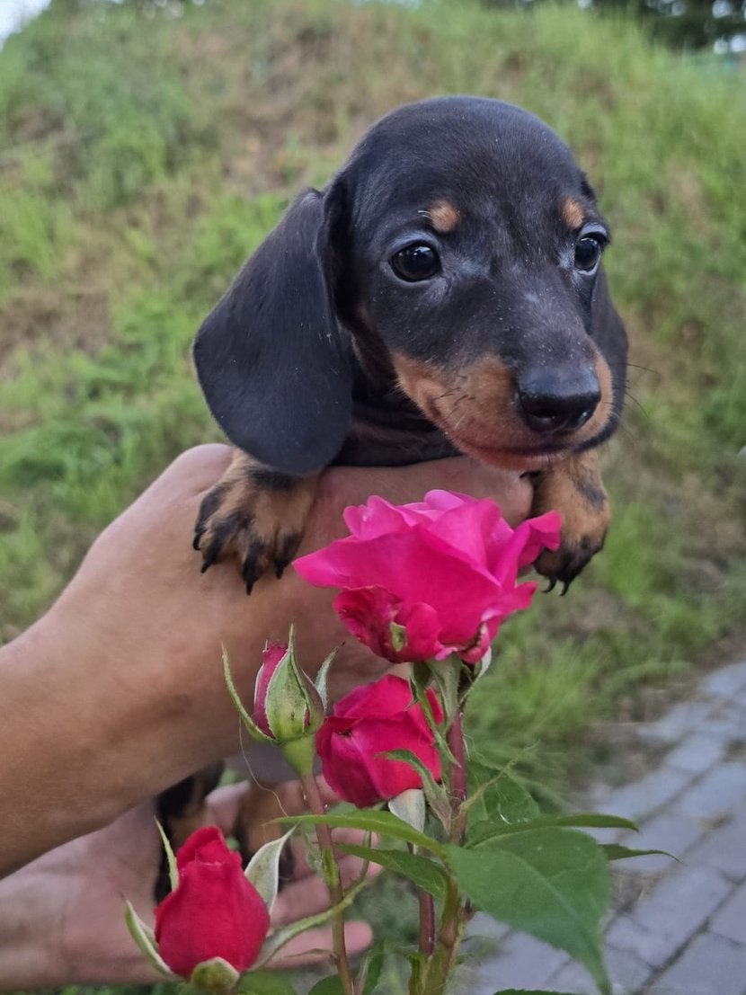 Lieve dwergteckel pups, Dieren en Toebehoren, Honden | Teckels en Dashonden, Parvo, 8 tot 15 weken, Korthaar, Dwerg