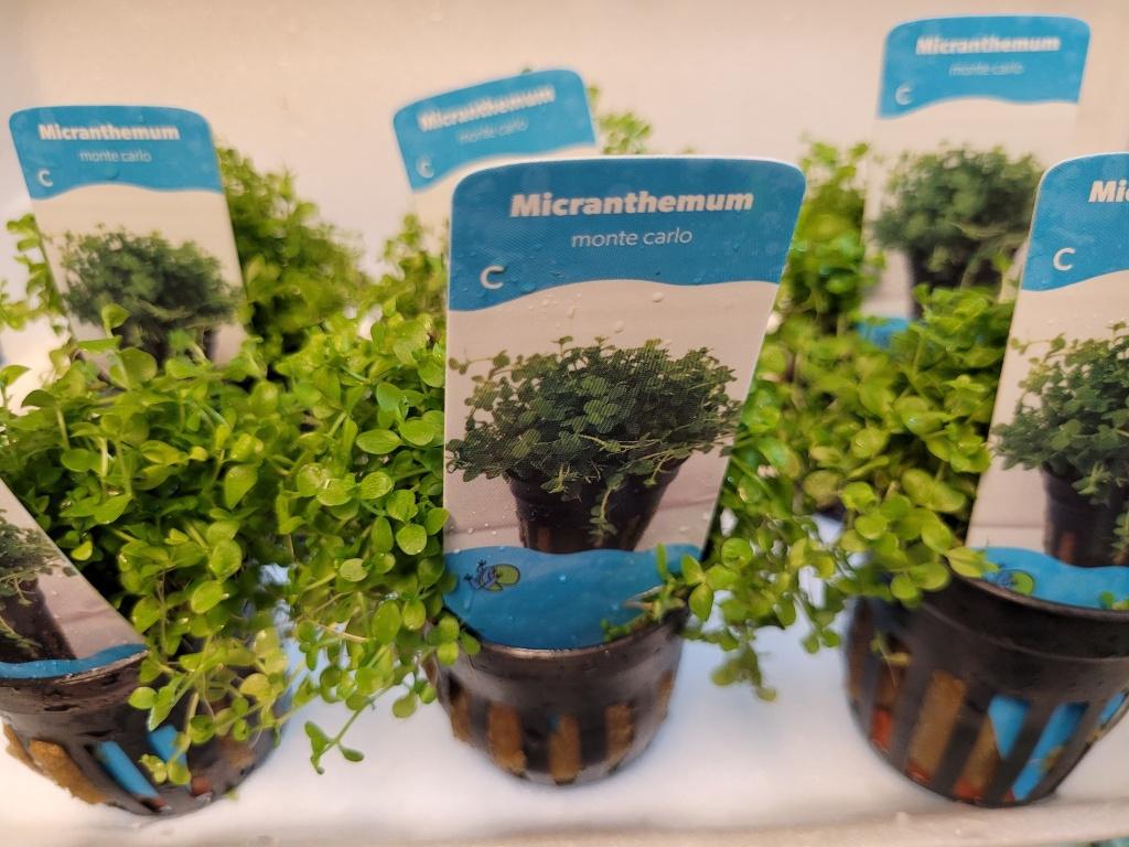 Hobbyaquarium alle planten uitzoeken aktie Micranthemum, Ophalen, Hobbyaquarium, 5011he, Plant(en), Steen of Hout
