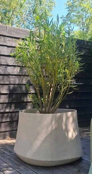 Grote Oleander met Witte Bloemen - 120 cm hoog, Tuin en Terras, Planten | Tuinplanten, Ophalen of Verzenden