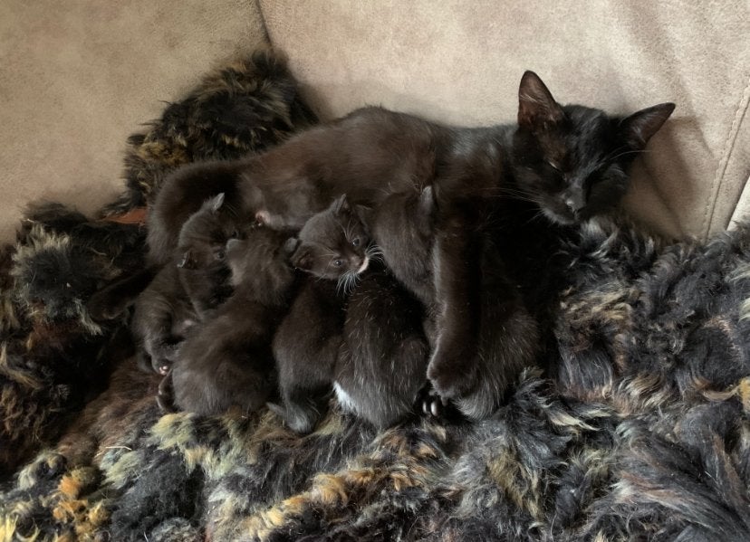 Kittens te koop, Dieren en Toebehoren, Geslacht onbekend, Kortharig, 0 tot 2 jaar