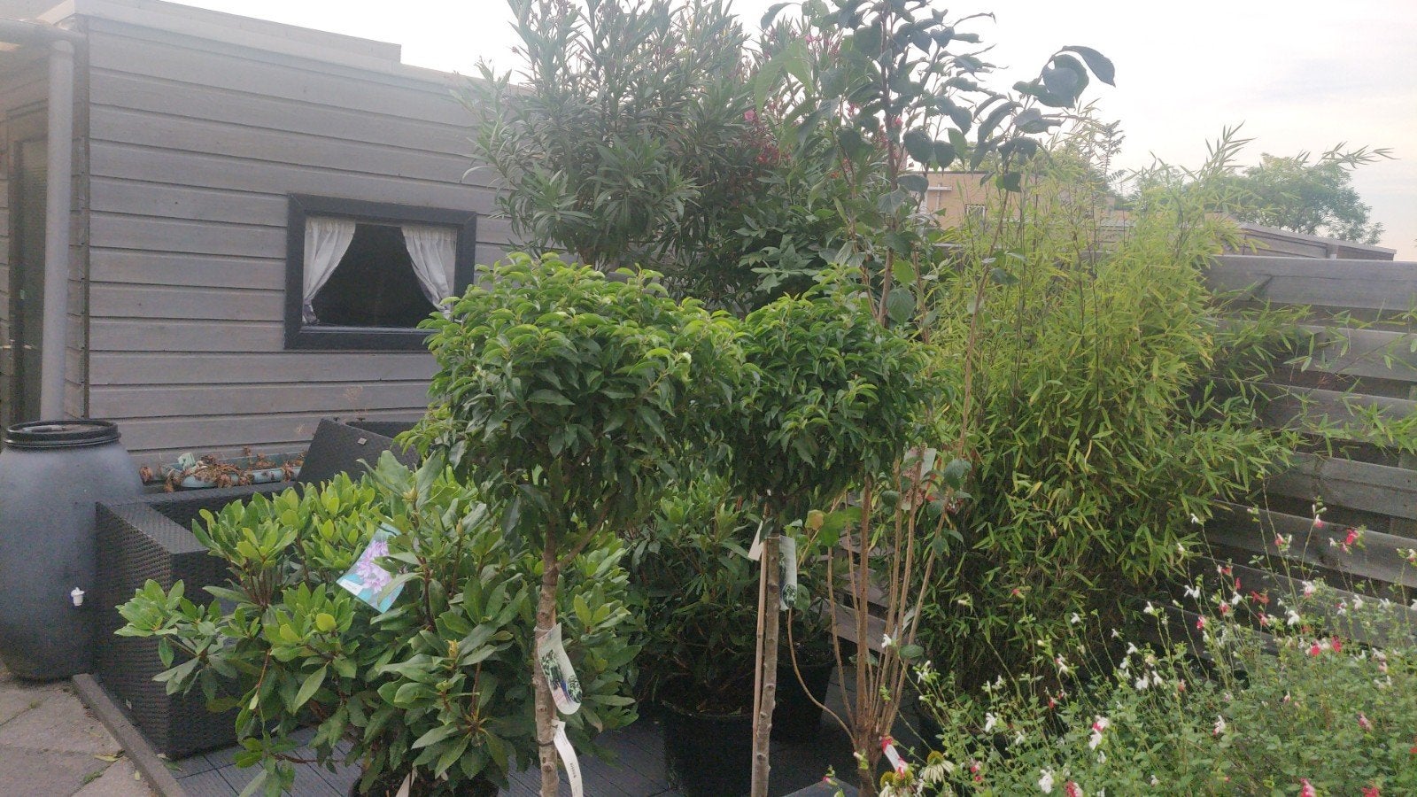 diverse schitterende Heesters en bomen voor mooie prijzen!, Tuin en Terras, Planten | Bomen, 100 tot 250 cm, Zomer, Volle zon