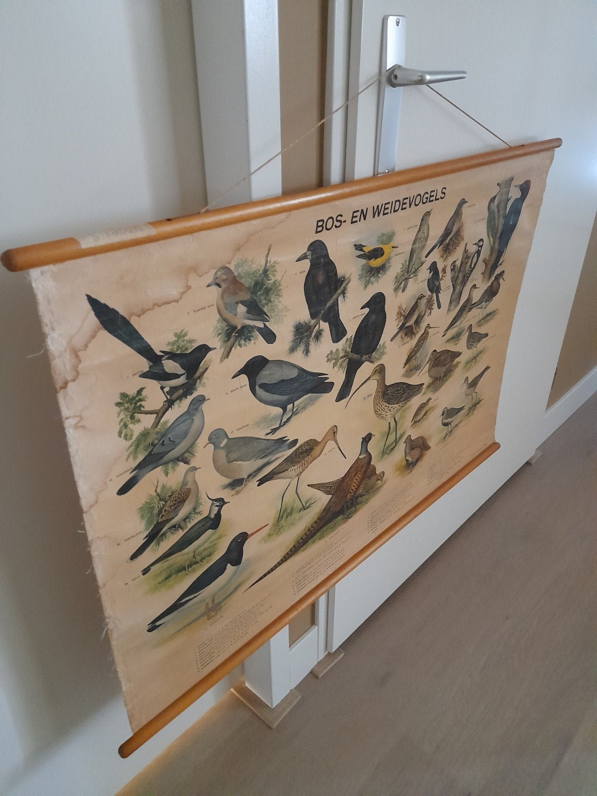 Te koop mooie schoolplaat bos en weidevogels., Antiek en Kunst, Antiek | Schoolplaten, Ophalen, Natuur en Biologie
