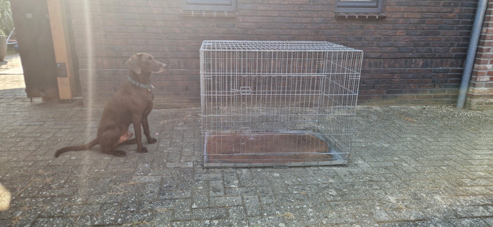 Bench voor grote hond, Ophalen, Gebruikt