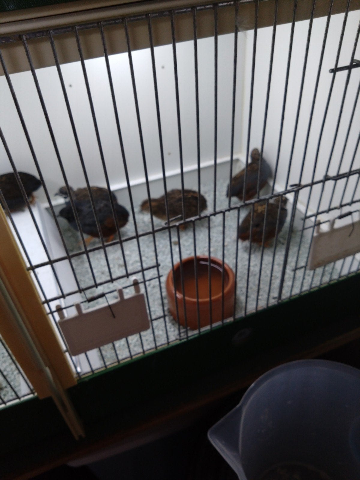 Chinese dwerg kwartels, Dieren en Toebehoren, Vogels | Overige Vogels, Mannelijk