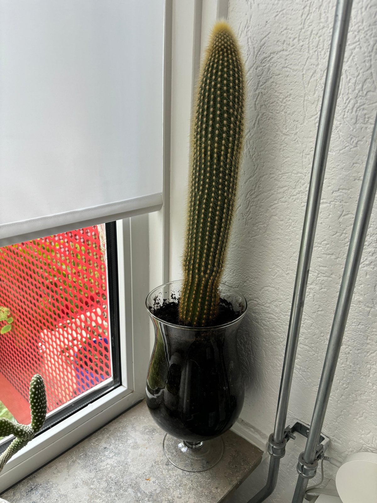 Grote zuilcactus in glazen vaas, Volle zon, Vaste plant, Bloeit niet, Ophalen