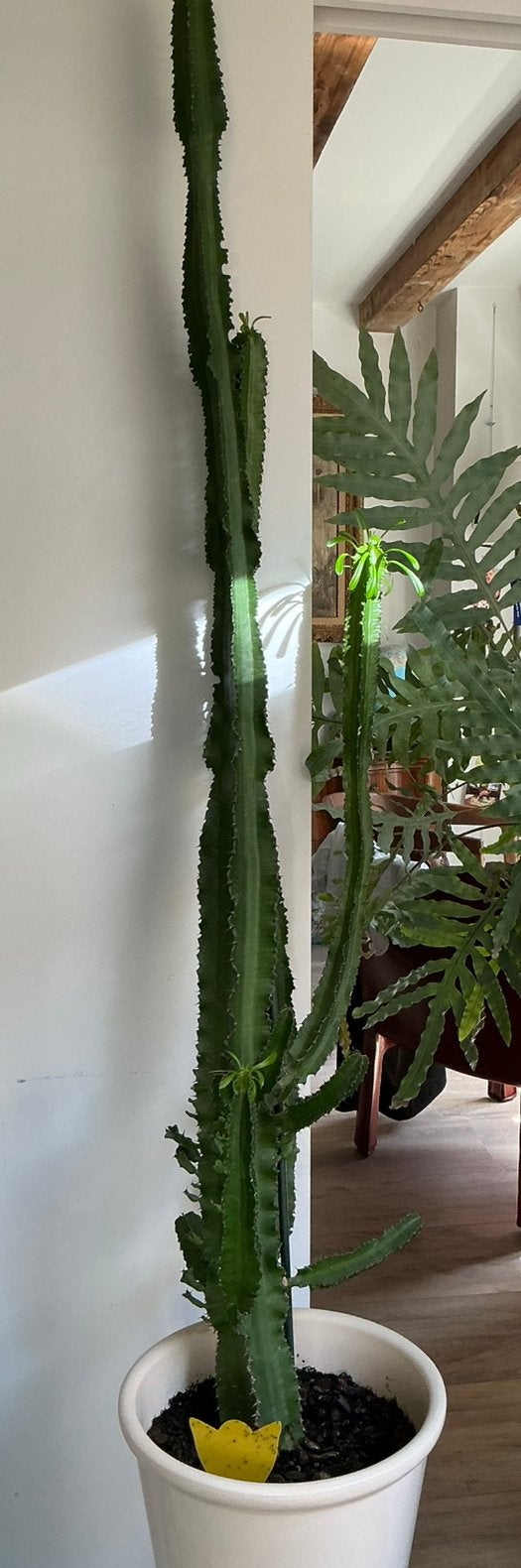 Euphorbia, Ophalen, Vetplant, Volle zon, 100 tot 150 cm