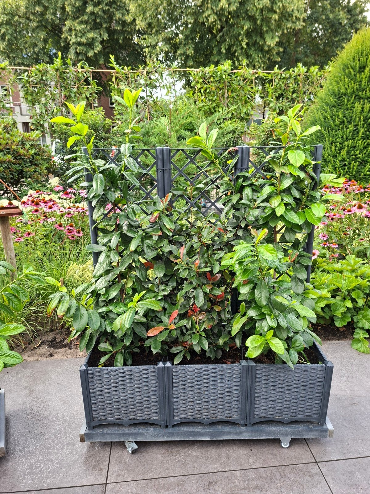 Bloembakken op zwenkwielen met planten, Ophalen, Kunststof, Gebruikt, 100 cm of meer