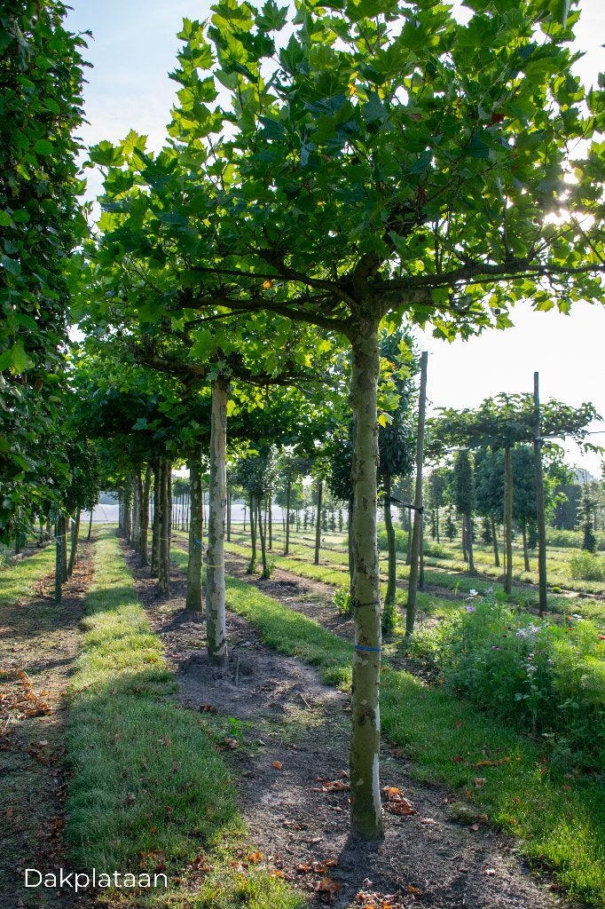 lei en dakbomen, Tuin en Terras, Volle zon, Bloeit niet, Ophalen of Verzenden, Dakboom