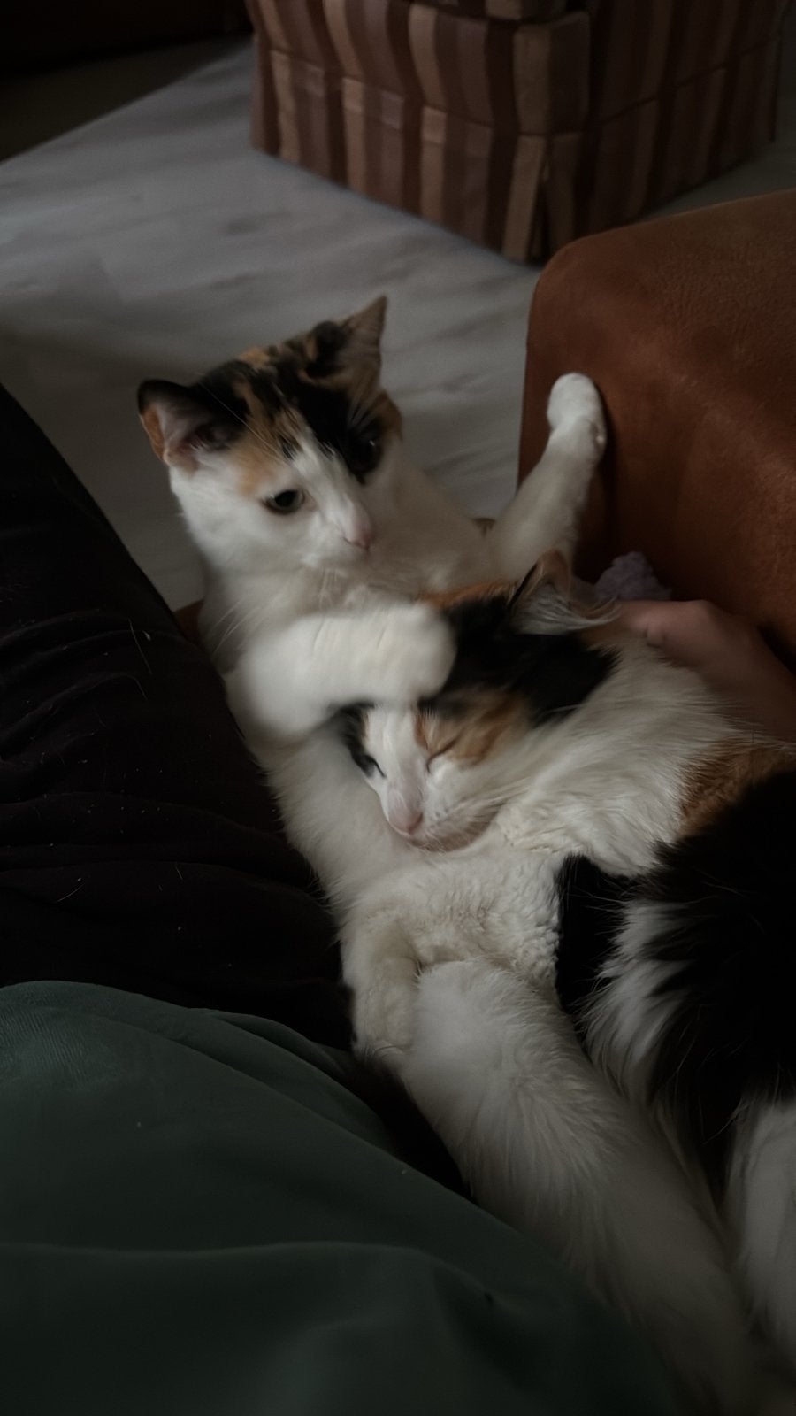 Liefdevol thuis gezocht voor twee poezen ️, Poes, Langharig, 3 tot 5 jaar