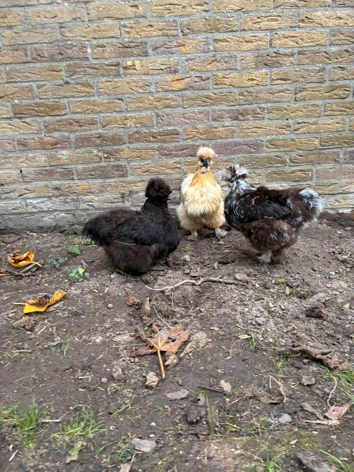 3 zijdehoender hennen, Dieren en Toebehoren, Vrouwelijk, Kip