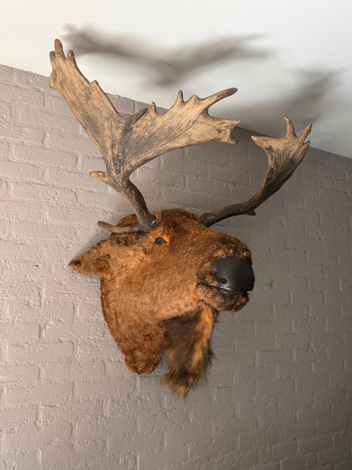 Grote eland kop (moose) ware grote, Ophalen of Verzenden, Gebruikt