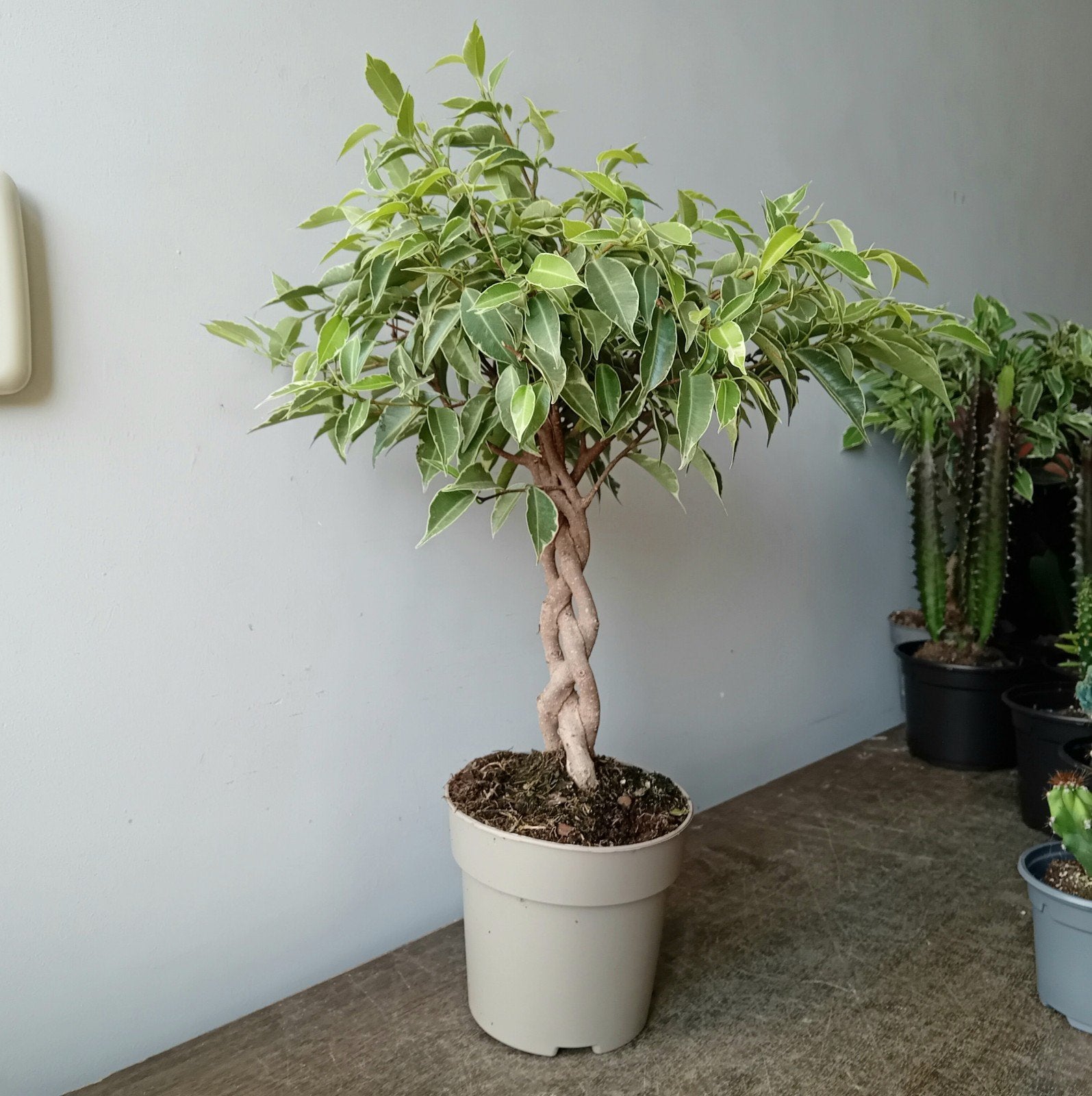 Kamerplant 40cm ficus bonsai, Ophalen, Halfschaduw, In pot, Minder dan 100 cm