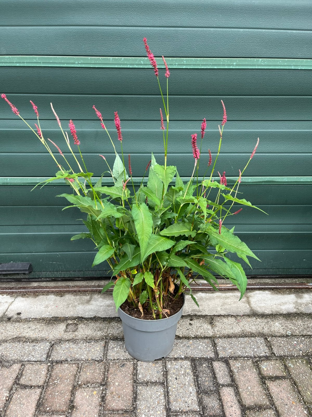 Duizendknoop (Persicaria amplexicaulis) - Grote pot, Overige soorten, Volle zon, Vaste plant, Ophalen of Verzenden