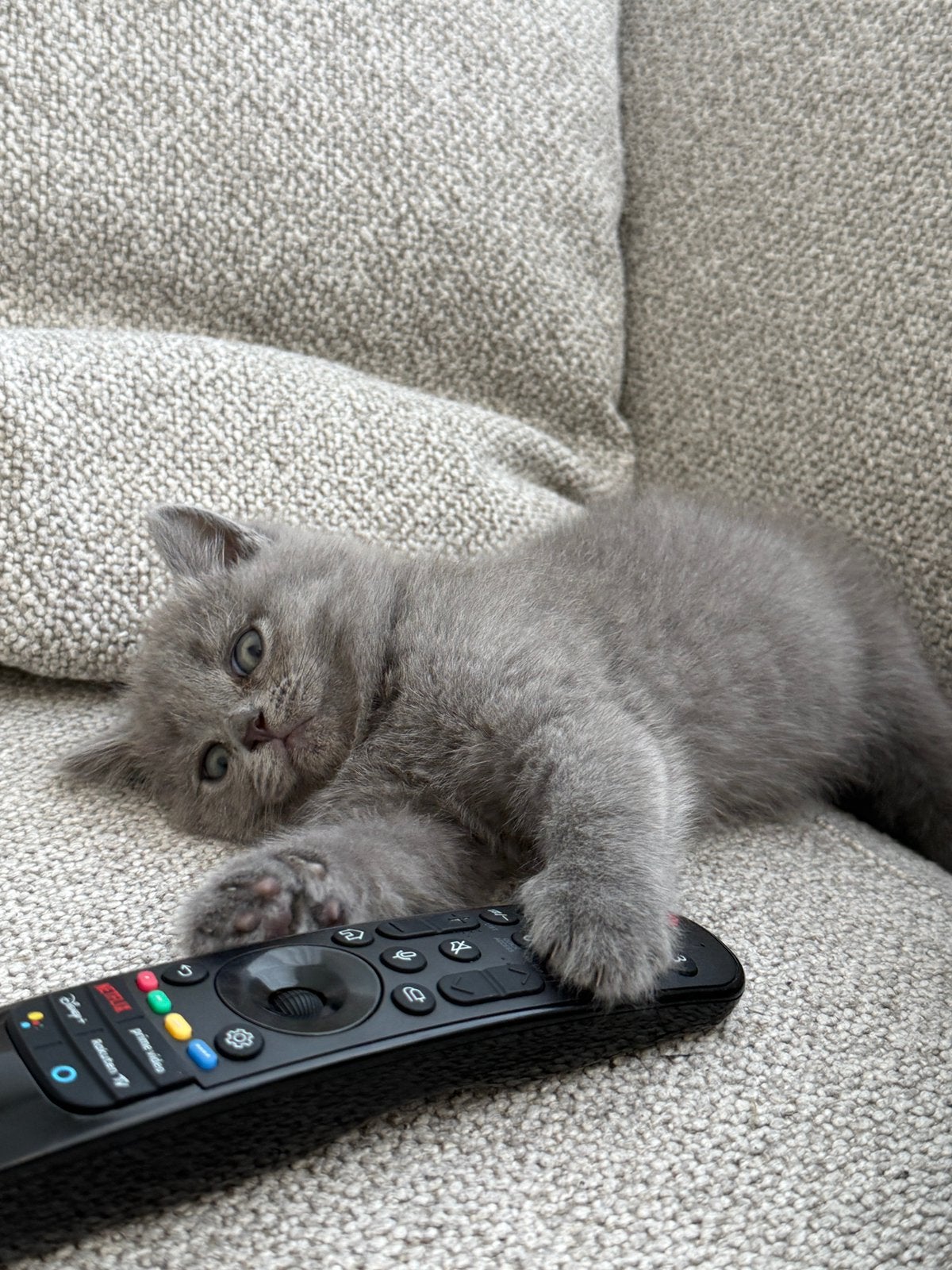 Britse korthaar poesje, Dieren en Toebehoren, Katten en Kittens | Raskatten | Korthaar, Poes, Gechipt, 0 tot 2 jaar