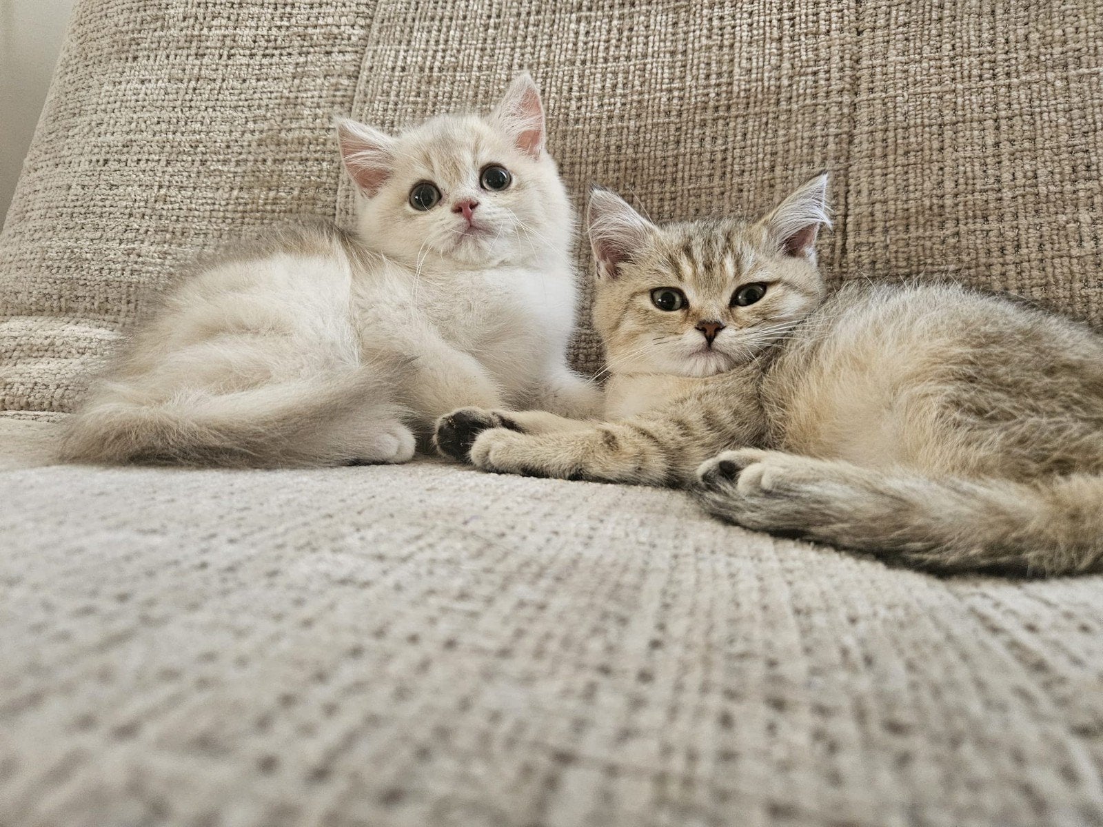 Prachtige raszuivere britse korthaar kittens, Dieren en Toebehoren, Meerdere dieren, Ontwormd, 0 tot 2 jaar