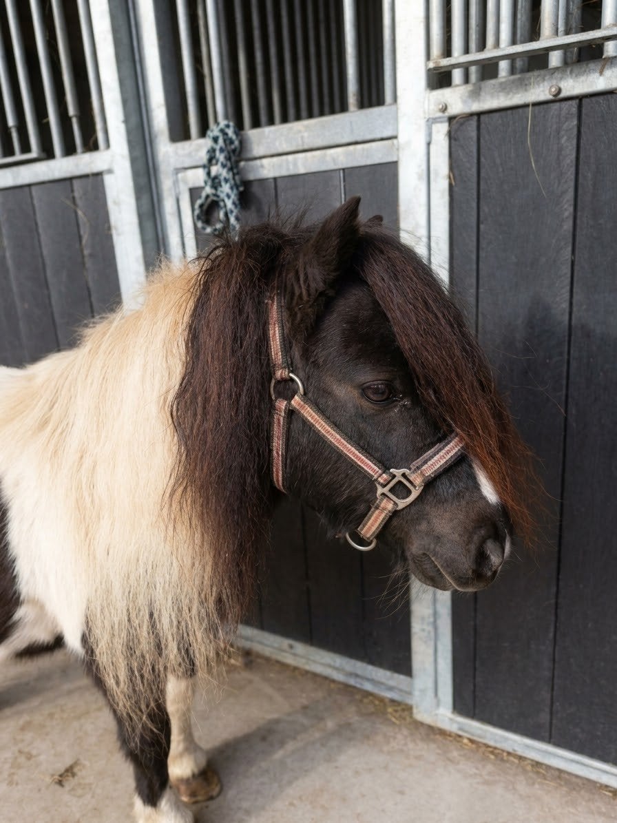Lieve, aanhankelijke merrie (83 cm) - Drachtig, Dieren en Toebehoren, Merrie, A pony (tot 1.17m)