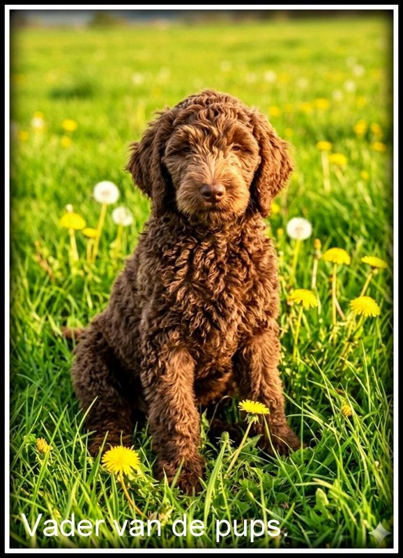 Labradoodle pups. in prijs verlaagd ivm vakantie, Nederland, Parvo, Overige rassen, 8 tot 15 weken