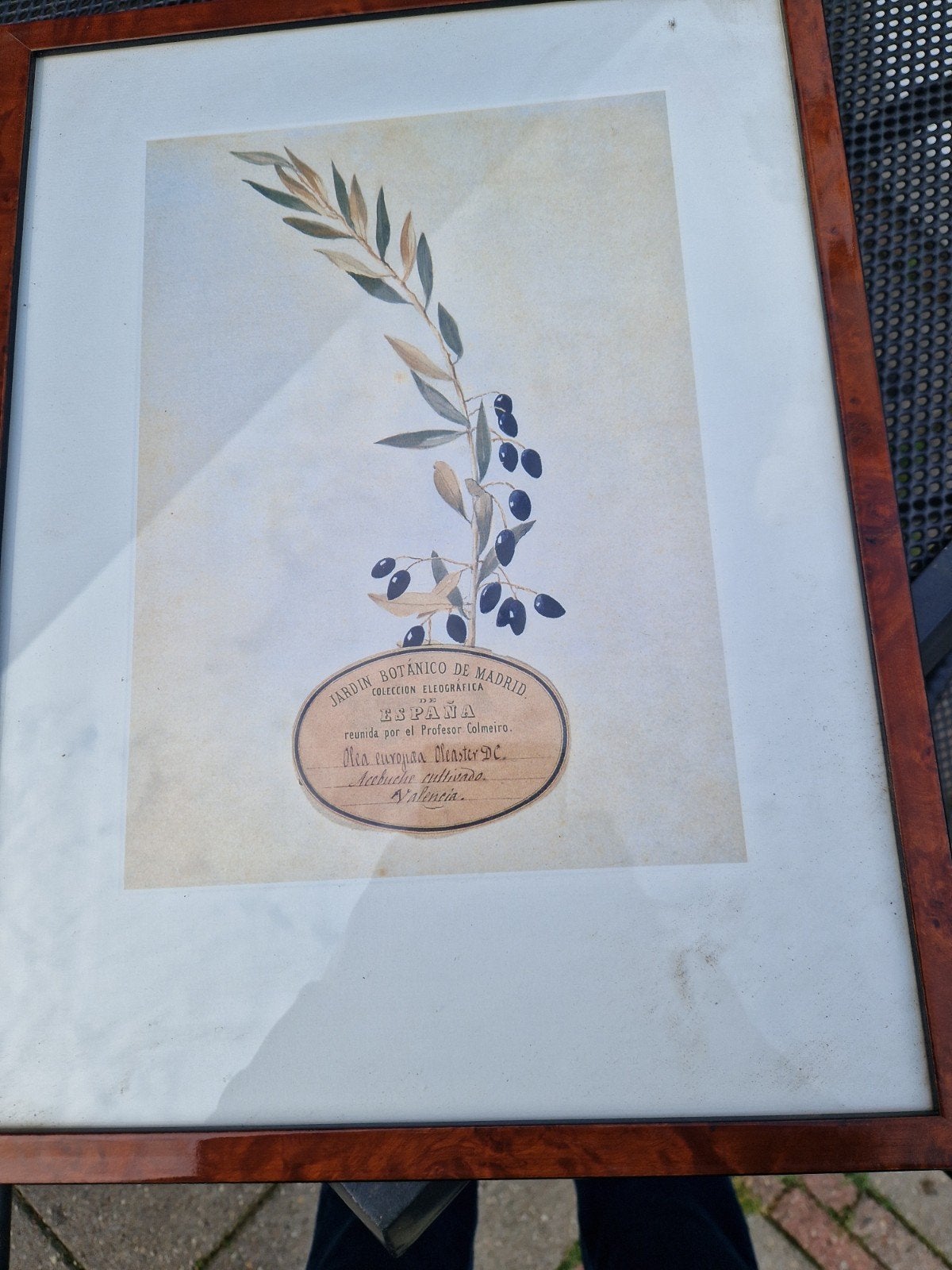 Set van 6 Botanische Olijfboom Prints - Jardin Botanico, Ophalen of Verzenden