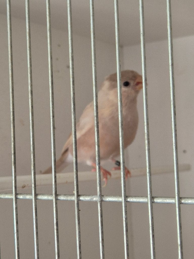 Goudvink, Dieren en Toebehoren, Vogels | Overige Vogels, Mannelijk, Wildzangvogel, Geringd