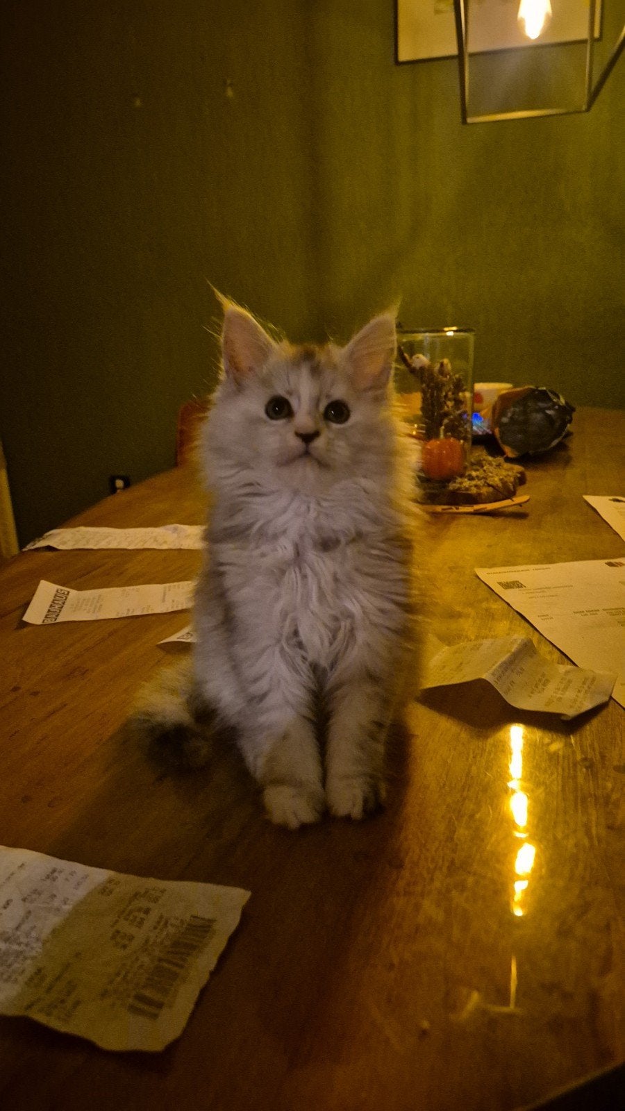 maincoon kittens met stamboom, Dieren en Toebehoren, Meerdere dieren, 0 tot 2 jaar