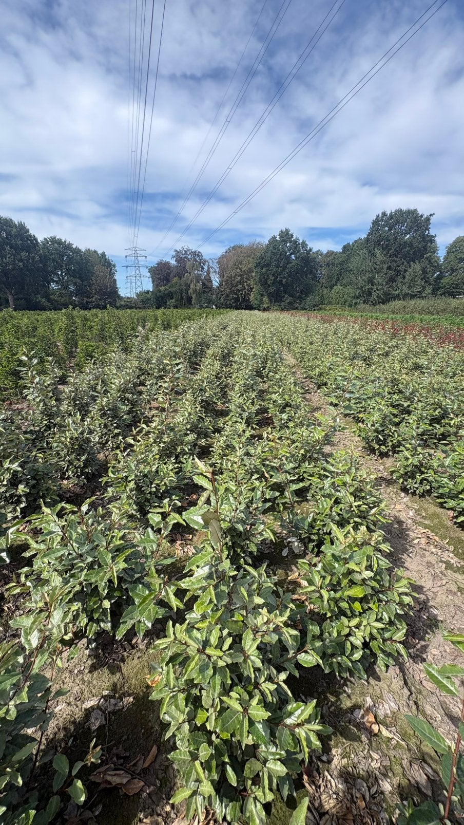 Olijfwilg | Elaeagnus ebbingei en compacta in maten, Ophalen of Verzenden, Overige soorten, 100 tot 250 cm