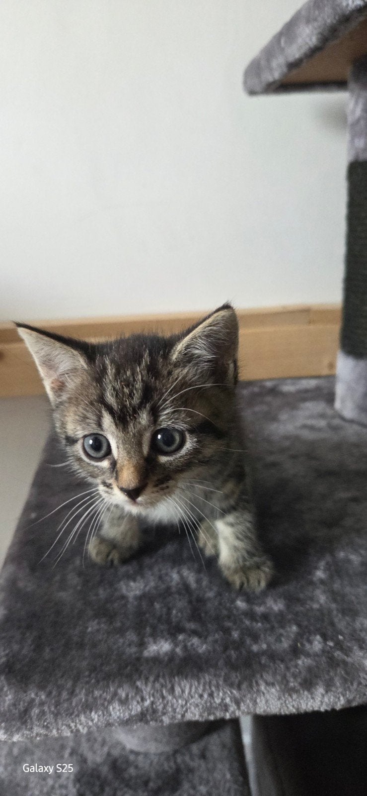 kittens, Dieren en Toebehoren