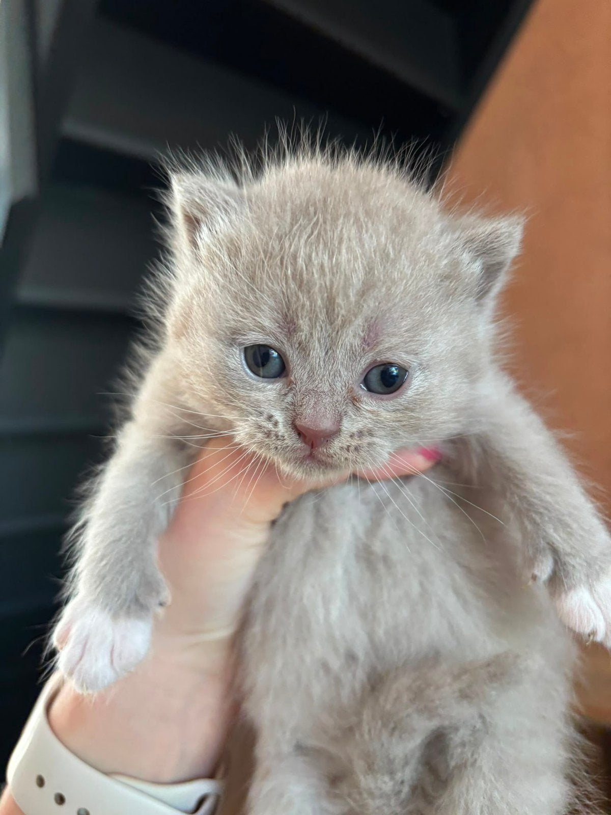 Brits Korthaar, Dieren en Toebehoren, Poes