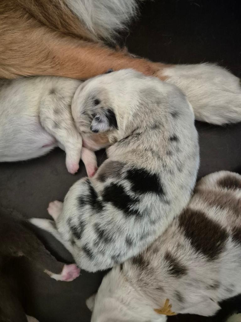 Australian shepherds pups uit geteste ouders merle pups, 8 tot 15 weken, Parvo, Meerdere, Meerdere dieren