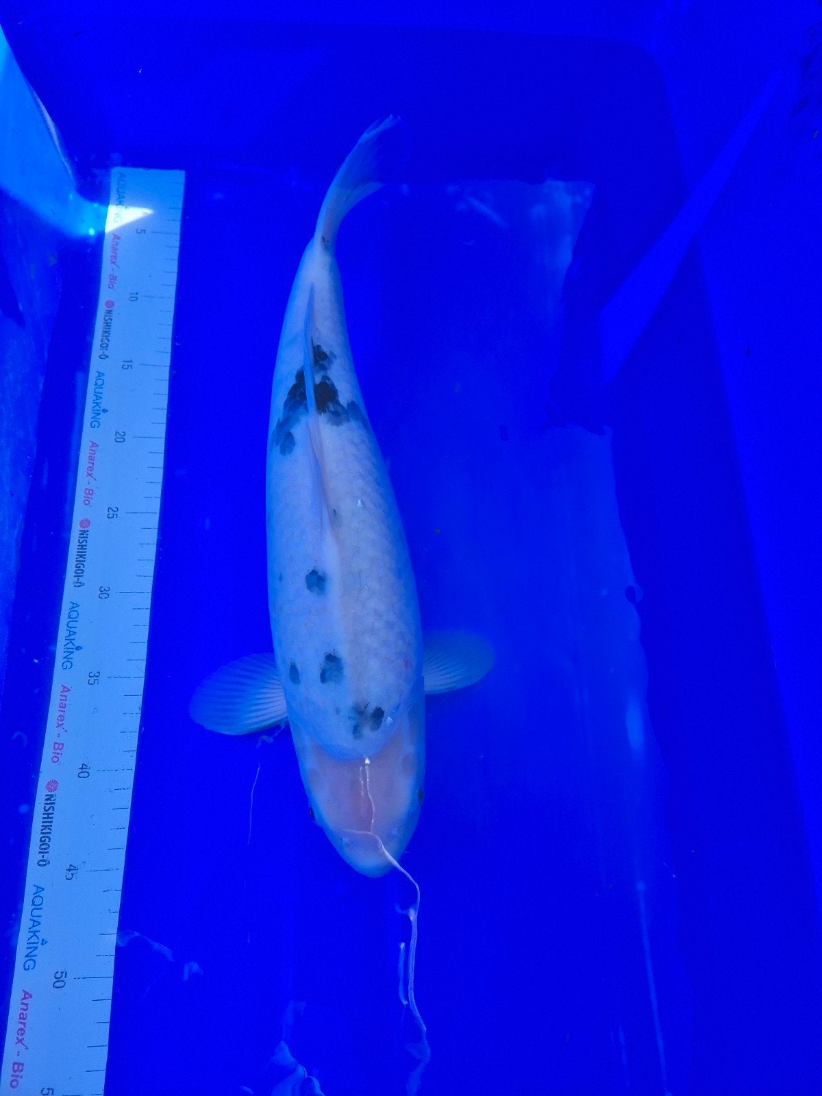 Te koop bekko, Karper of Koi