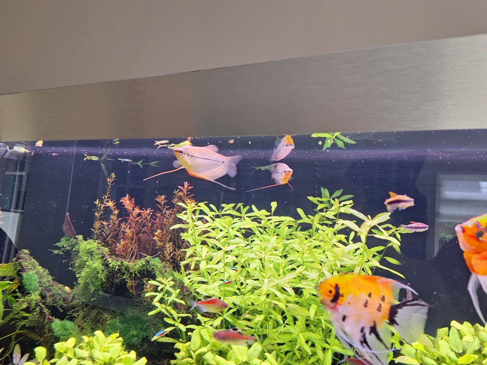 Diamant gourami's, Vis, Zoetwatervis