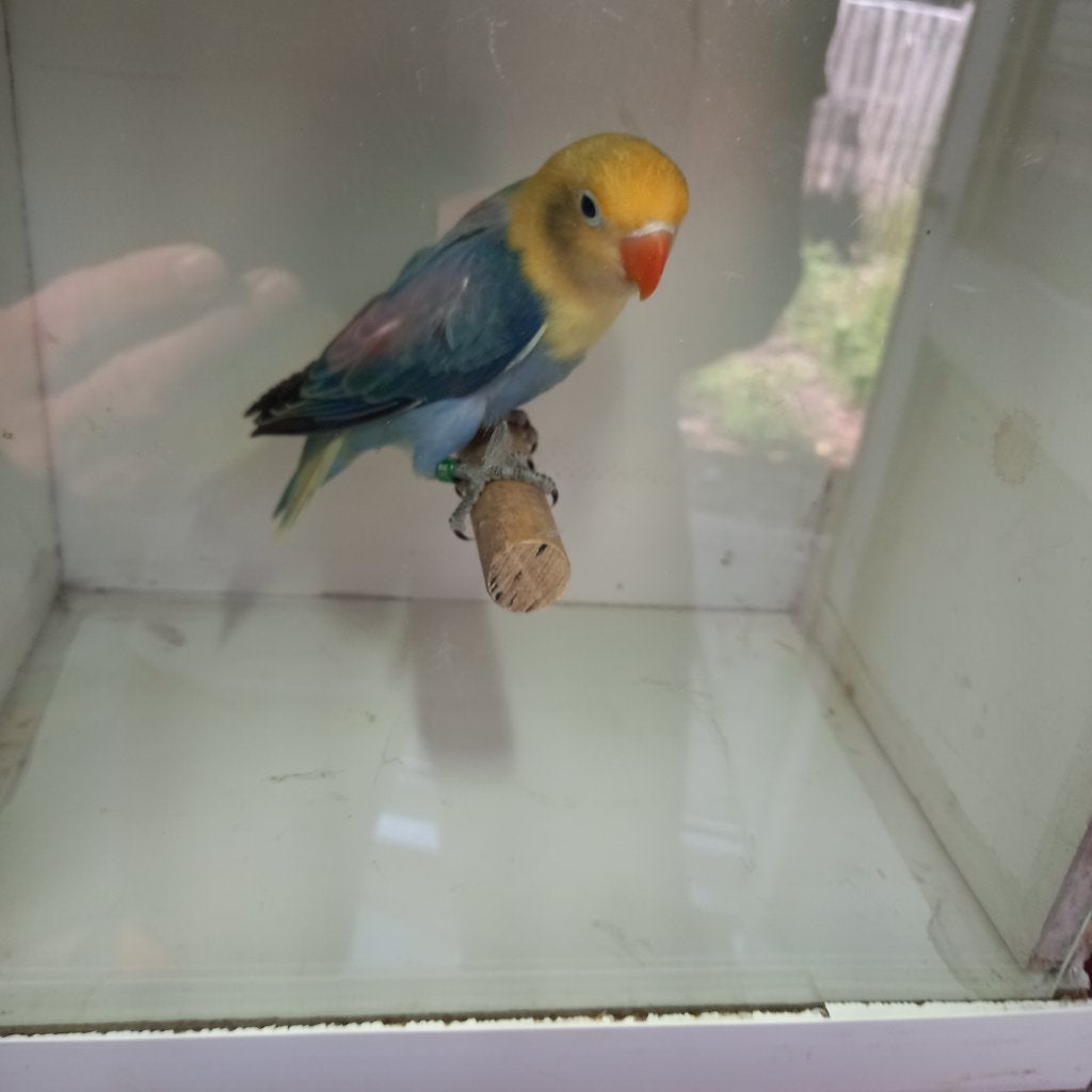 Fischeri, Geslacht onbekend, Dwergpapegaai of Agapornis, Geringd