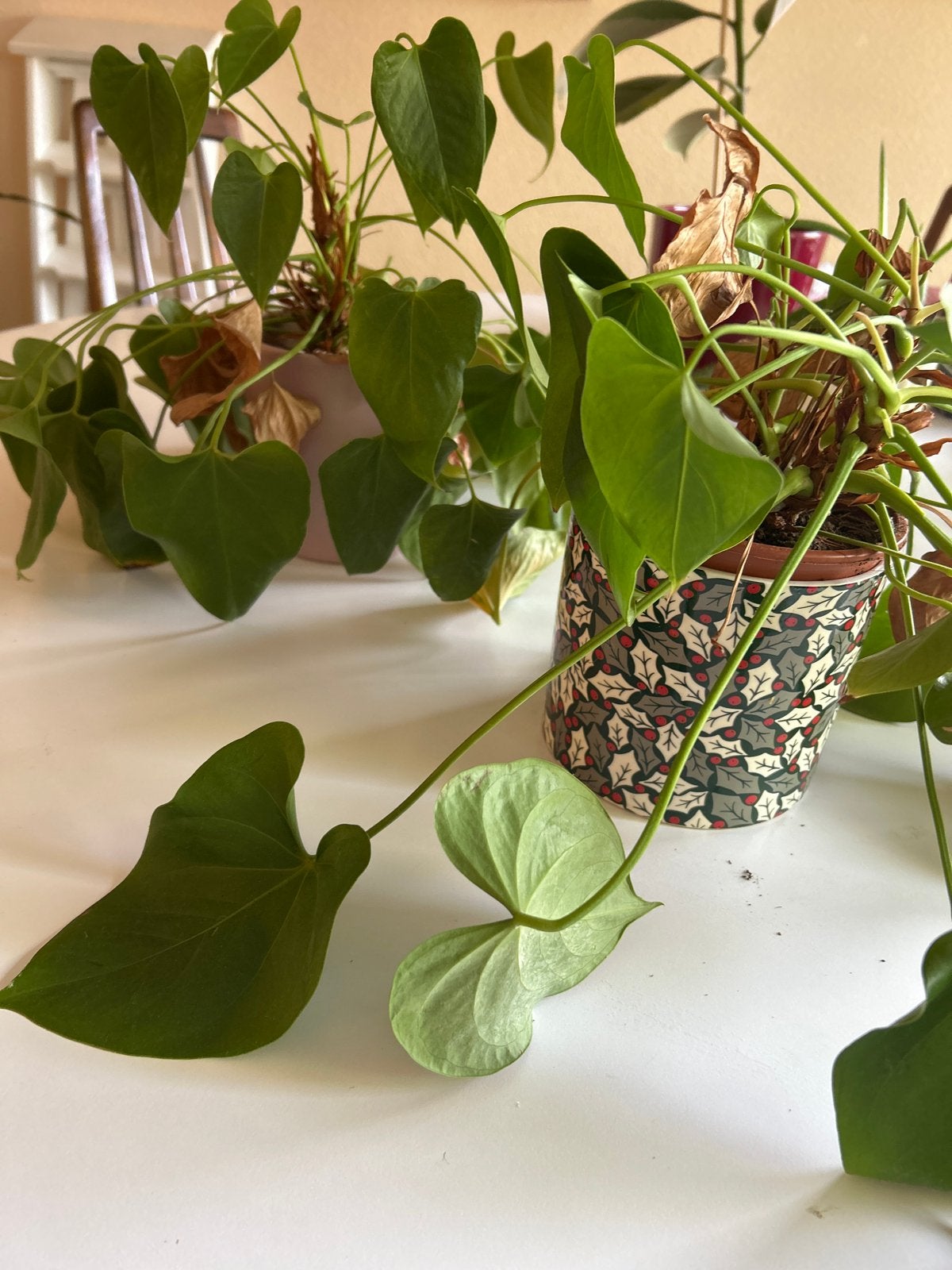 Twee Philodendrons in potjes - 30cm hoog, Ophalen, Overige soorten, In pot, Minder dan 100 cm