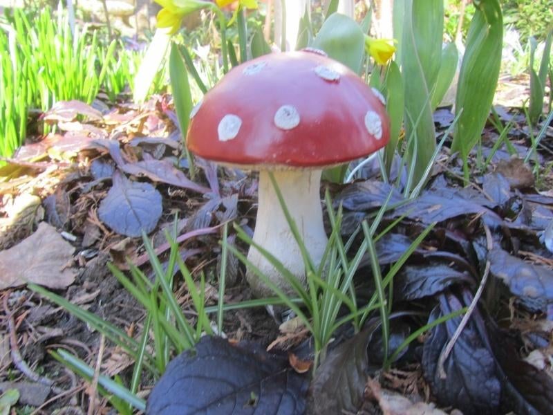 PADDENSTOELTJES OP STEKERTJE - ROOD MET WITTE STIPPEN, Tuin en Terras, Ophalen of Verzenden, Nieuw