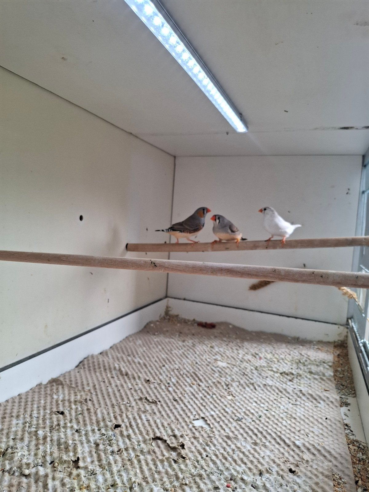 Zebravinken, Meerdere dieren