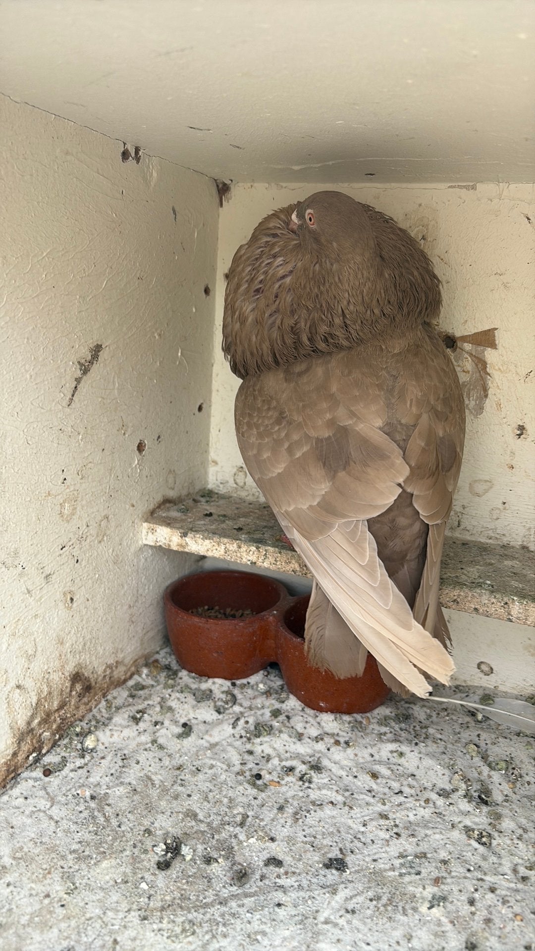 Caky gaditano duif, Dieren en Toebehoren, Vogels | Overige Vogels, Vrouwelijk