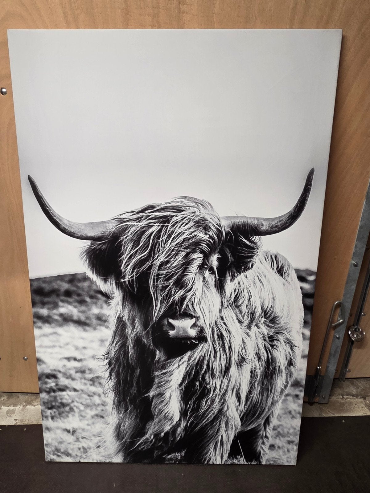 Schilderij Schotse Hooglander - Zwart-wit - 130x90 cm, Ophalen, Op houten frame, Dieren, Print