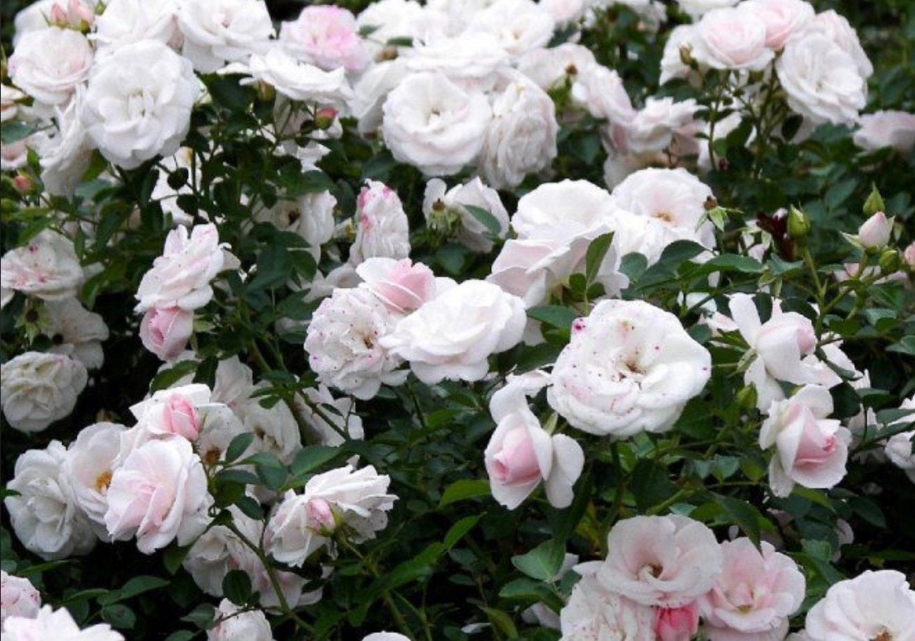 27 stuks Rosa Aspirin Rose roze/wit, Ophalen, Vaste plant, Overige soorten, Volle zon