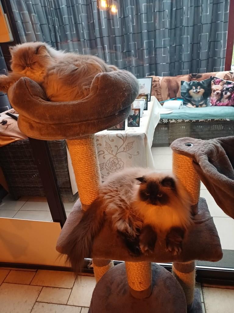 Koppel Perzische katten, Dieren en Toebehoren, Katten en Kittens | Raskatten | Langhaar, Meerdere dieren, Met stamboom, 3 tot 5 jaar