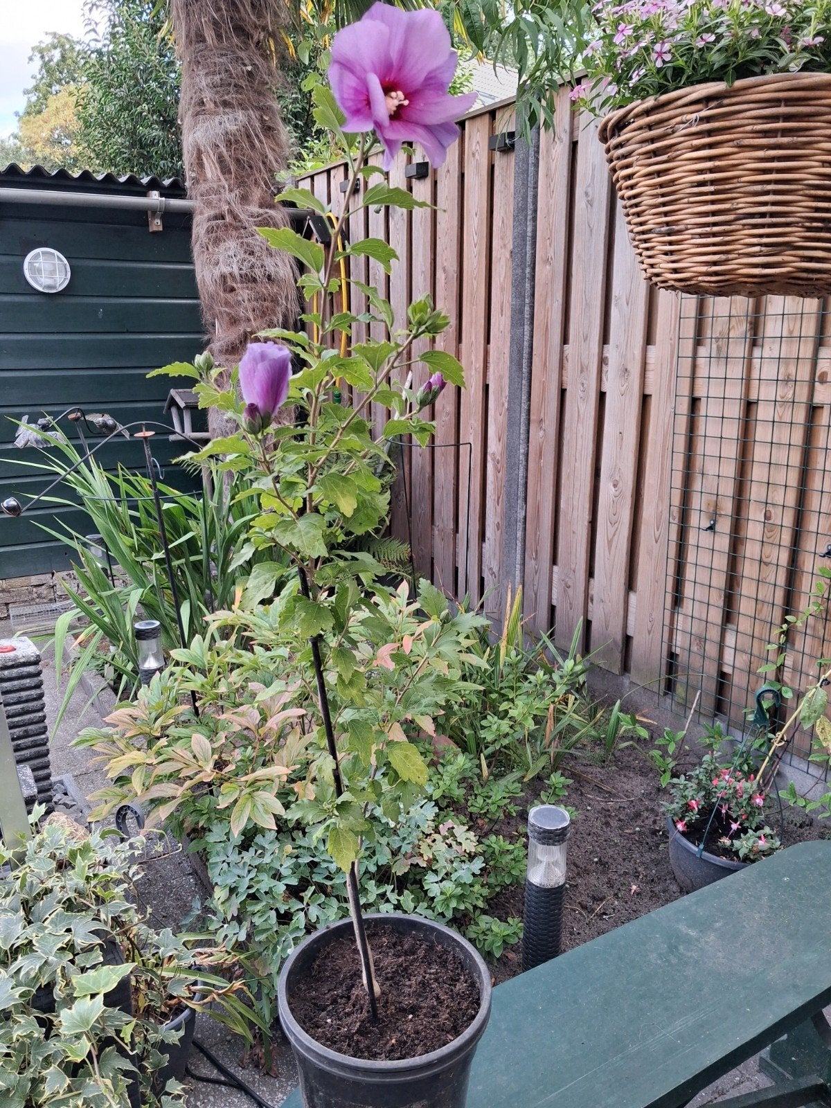 hibiscus2, Tuin en Terras, Planten | Bomen, Halfschaduw, Overige soorten, Minder dan 100 cm, Ophalen