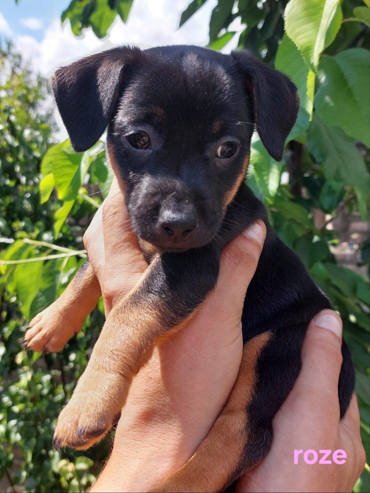 Jack Russel Pups te Koop 4xTeefjes Black&tan, Dieren en Toebehoren, Jack Russell Terriër, 8 tot 15 weken, Teef, Meerdere