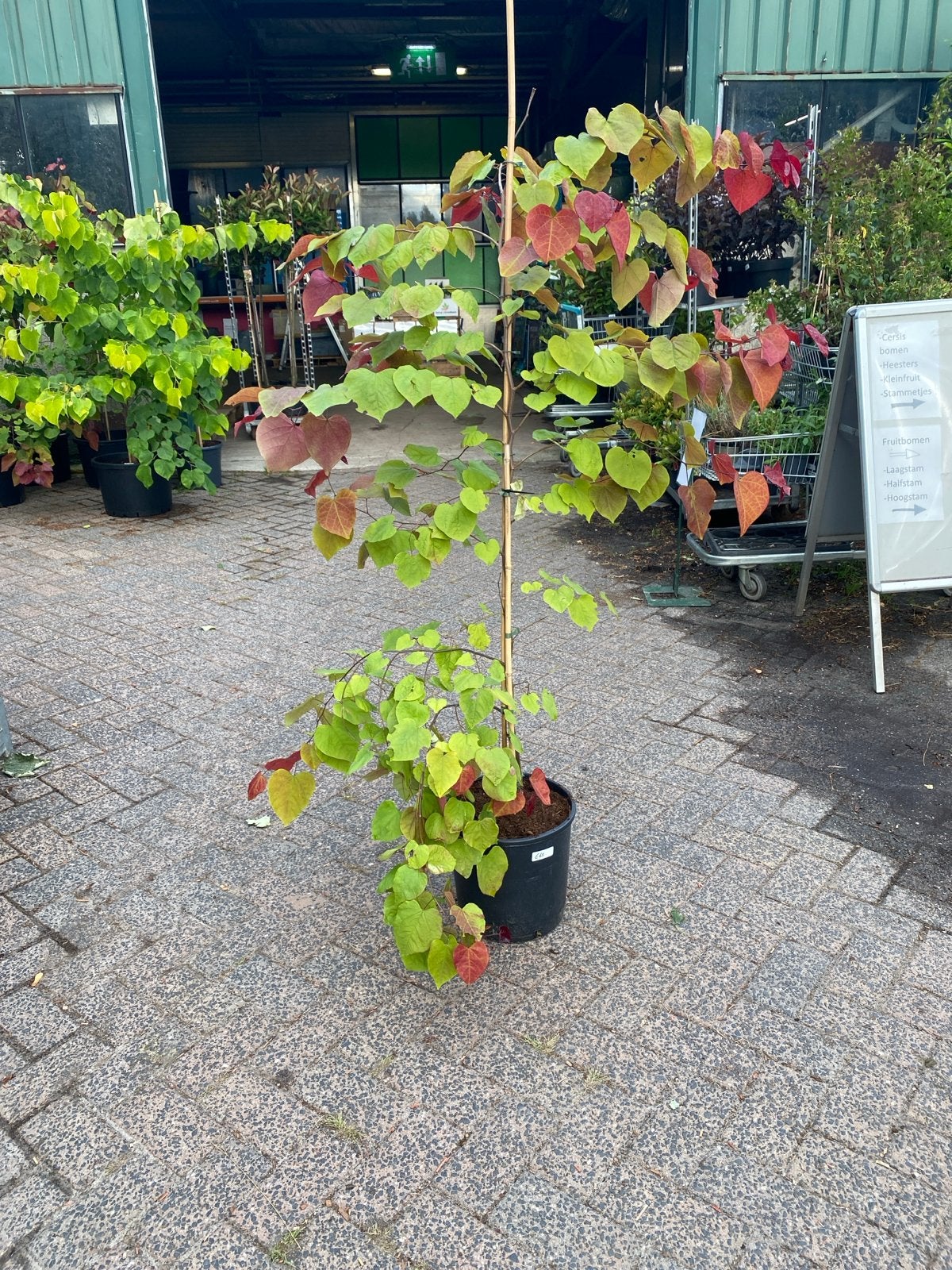 Judasboom (Cercis canadensis) - Prachtige herfstkleuren, Volle zon, Vaste plant, Lente, Ophalen