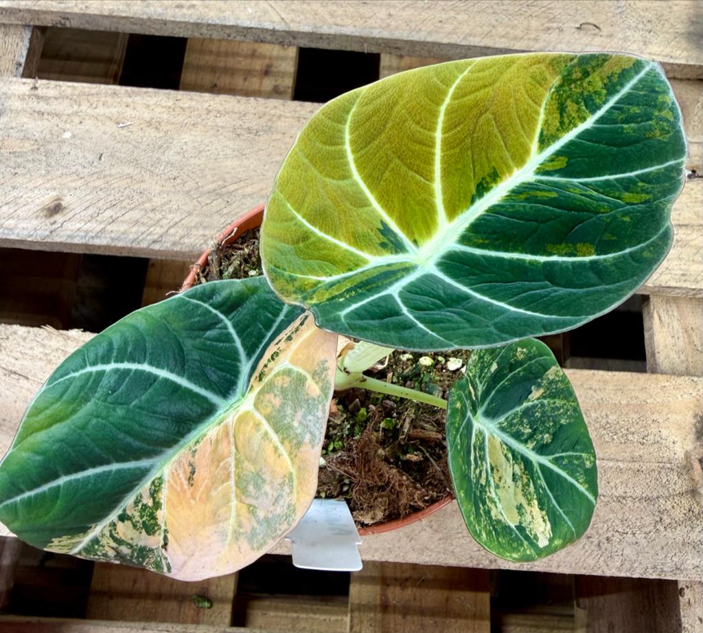 Alocasia Black Velvet Aurea Variegata p12, Ophalen of Verzenden