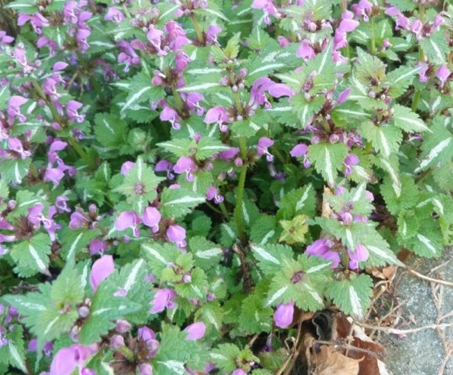 Gevlekte Dovenetel Lamium Vaste Tuinplant, Ophalen, Overige soorten, Halfschaduw