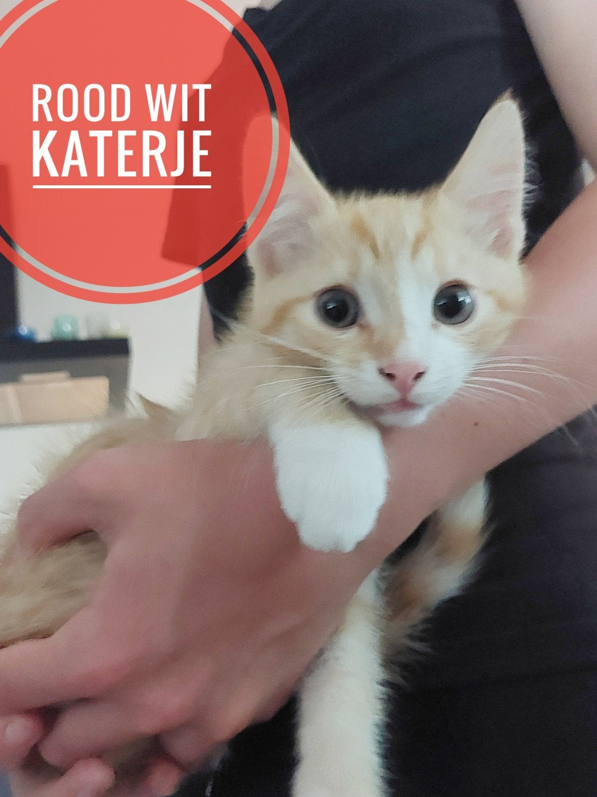 Rode  witte Kitten zoeken n nieuw thuis, Kater, Kortharig, 0 tot 2 jaar