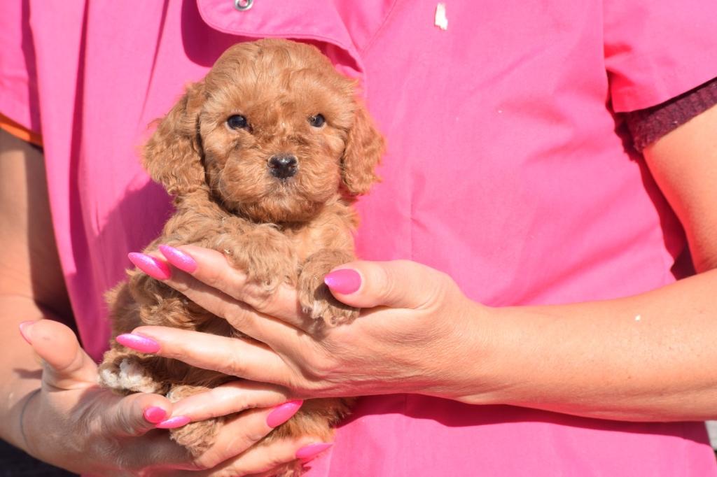 Poedel pups mooi klein blijvend 🐩🐾, Dieren en Toebehoren, Poedel, Nederland, 15 weken tot 1 jaar, Meerdere