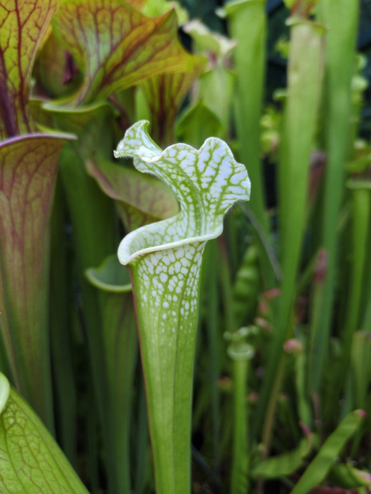 Sarracenia leucophylla var. Alba "Hurricane Creek White", Ophalen, Overige soorten, Volle zon