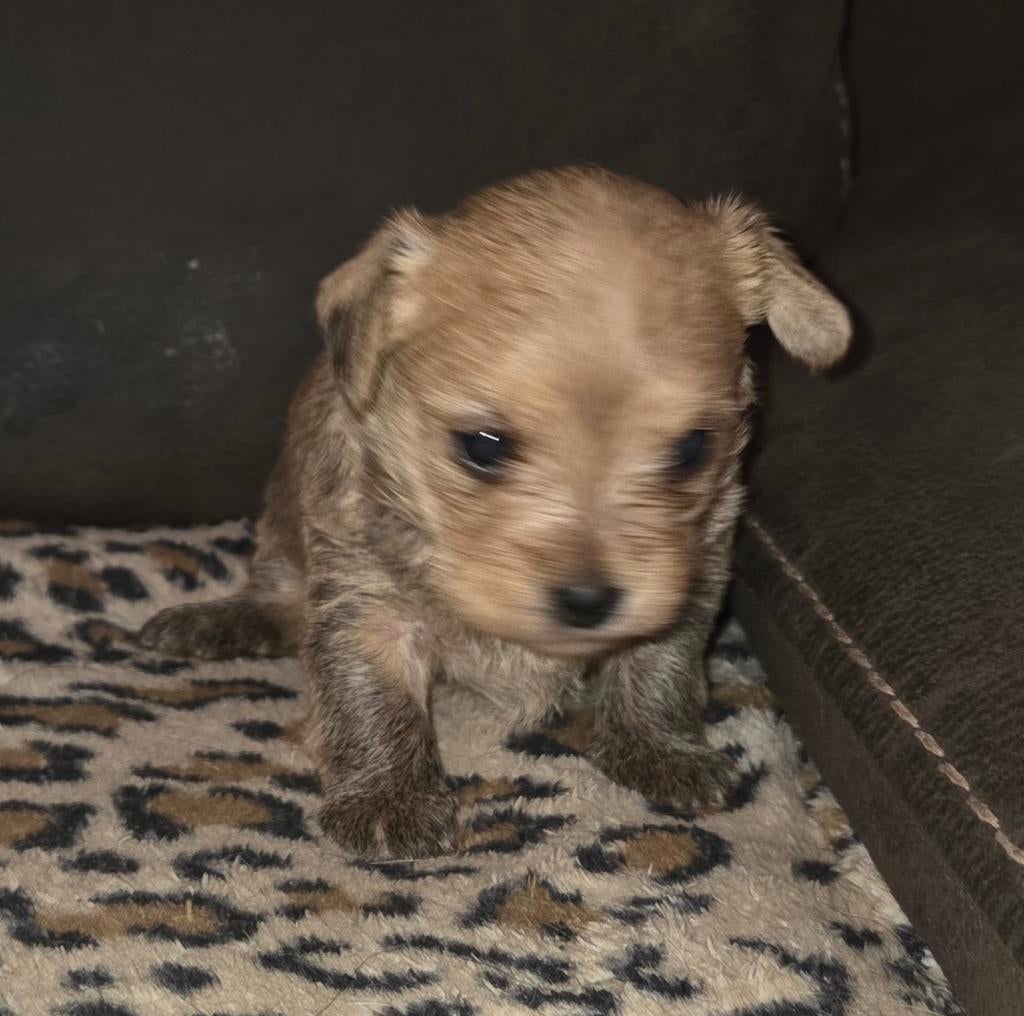 MALTIPOO PUPS TE RESERVEREN..., Parvo, Overige rassen, 8 tot 15 weken, Meerdere