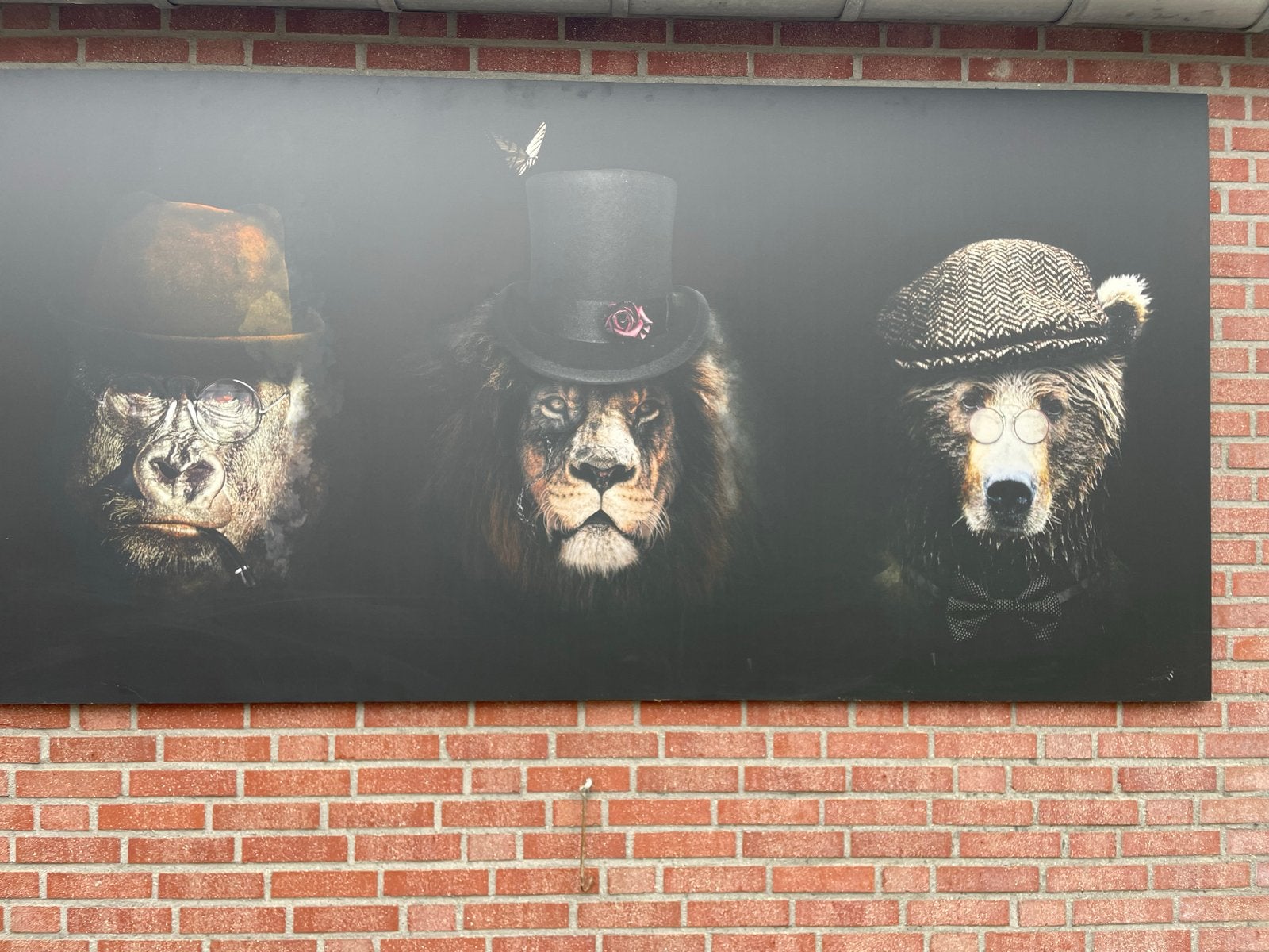 Dieren met hoeden en brillen - Canvas/Print, Huis en Inrichting, Woonaccessoires | Schilderijen, Tekeningen en Foto's, Ophalen