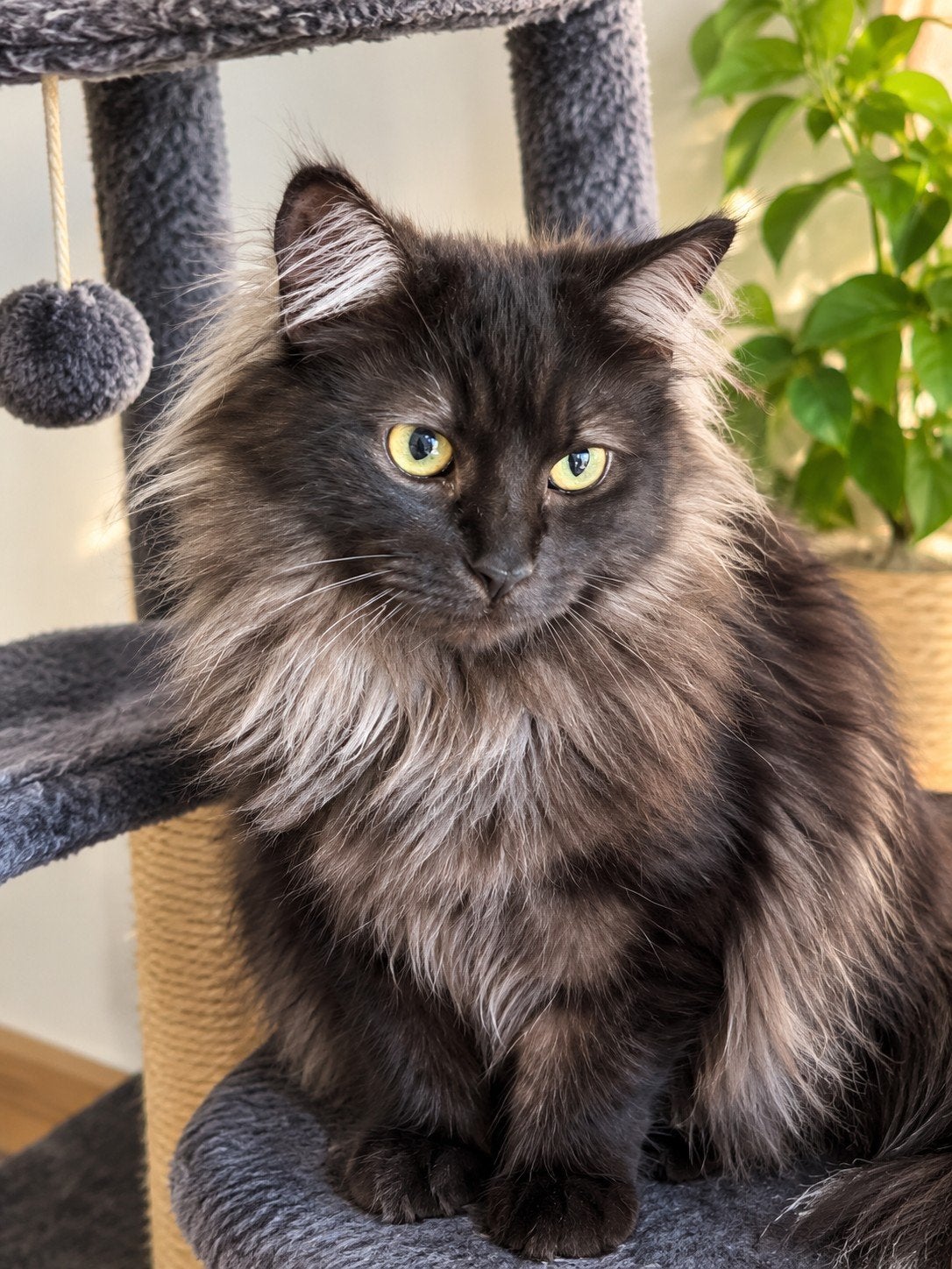 Maine Coon kater met stamboom, Kater, Met stamboom, 3 tot 5 jaar